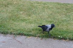 DSC00479_800.jpg